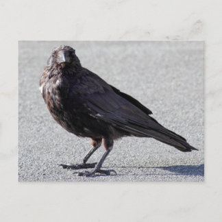 Urban Crow Postcard Postkarte