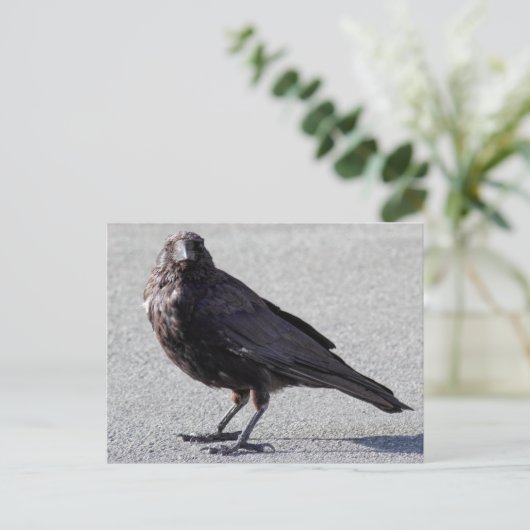 Urban Crow Postcard Postkarte (Stehend Vorderseite)