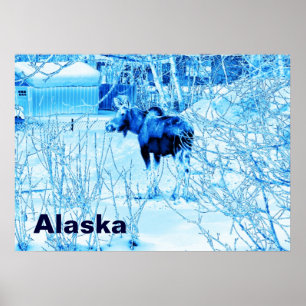 Urban Moose Poster