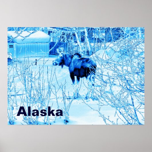 Urban Moose Poster (Vorne)