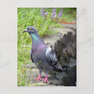 Urban Pigeon Postkarte