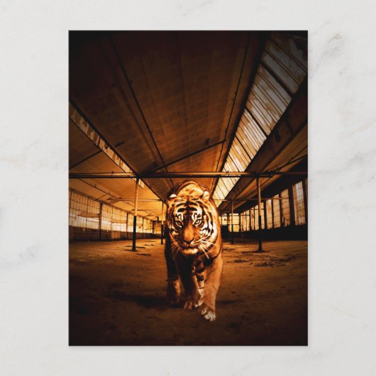 Urban Tiger Postkarte (Vorderseite)