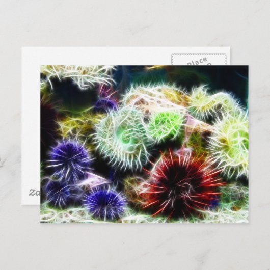 Urchin Bed Postkarte (Vorne/Hinten)