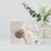 Urchin im Meer Postkarte (Stehend Vorderseite)