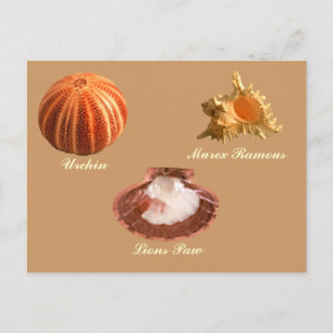 Urchin, Löwen Paw, Murex Ramous Postkarte