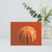 Urchin Postkarte (Stehend Vorderseite)
