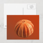 Urchin Postkarte (Vorne/Hinten)