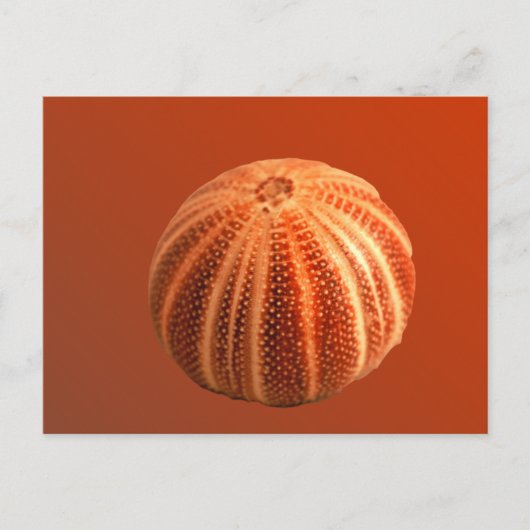 Urchin Postkarte (Vorderseite)