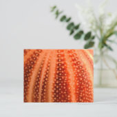 Urchin Postkarte (Stehend Vorderseite)