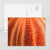 Urchin Postkarte (Vorne/Hinten)