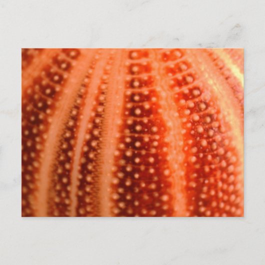 Urchin Postkarte (Vorderseite)