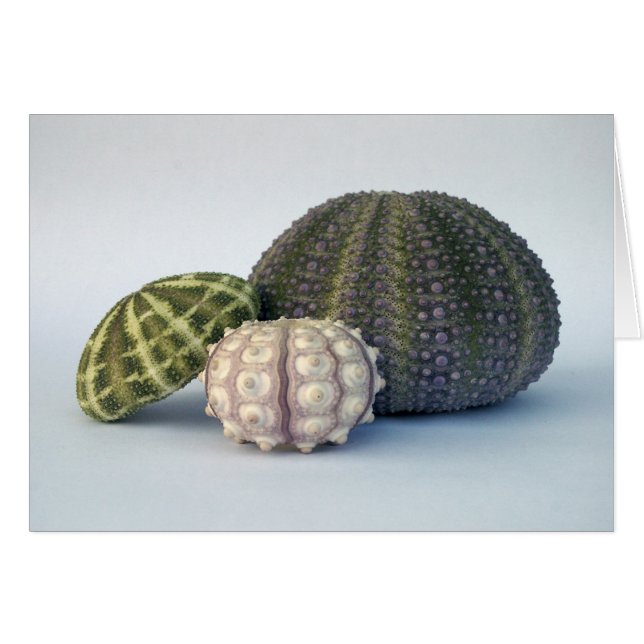 Urchin Trio Card (Vorderseite (Horizontal))