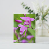 Urn Orchid [Postkarte] Postkarte (Stehend Vorderseite)