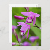 Urn Orchid [Postkarte] Postkarte (Vorne/Hinten)