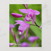 Urn Orchid [Postkarte] Postkarte (Vorderseite)