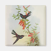 Urochroa Bougieri Magnet (Vorne)