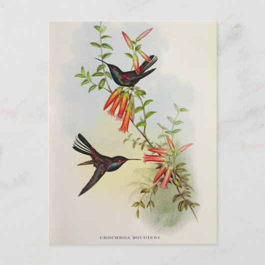 Urochroa Bougieri Postkarte (Vorderseite)