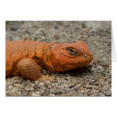Uromastyx geyri (Vorderseite (Horizontal))