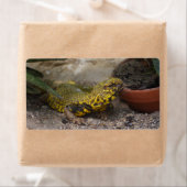 Uromastyx geyri (Insitu)