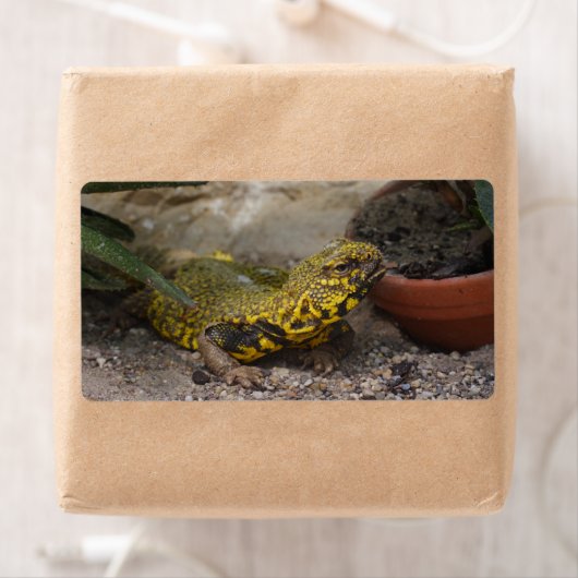 Uromastyx geyri (Insitu)