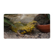 Uromastyx geyri (Vorne)