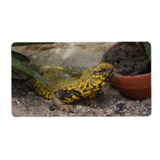 Uromastyx geyri (Vorne)