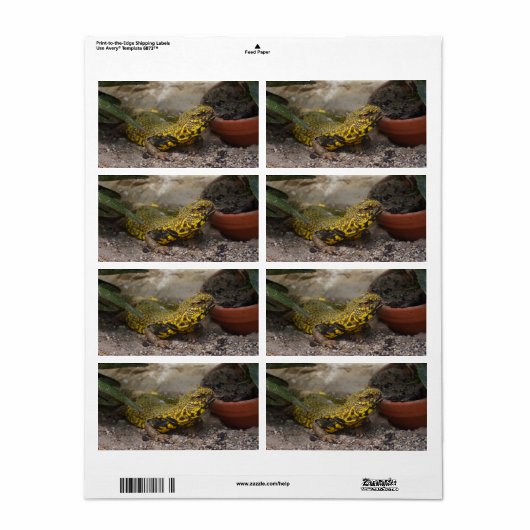 Uromastyx geyri (Vorne)