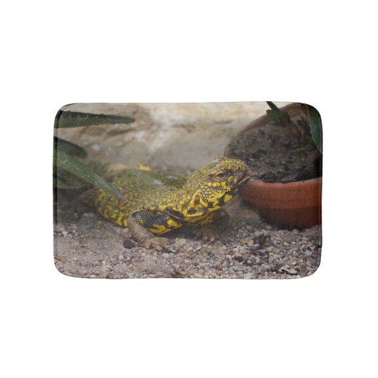Uromastyx geyri badematte (Vorderseite)
