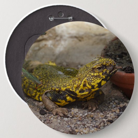 Uromastyx geyri button (Vorne & Hinten)