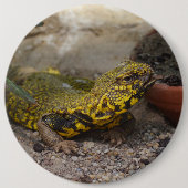 Uromastyx geyri button (Vorderseite)