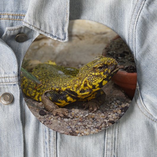 Uromastyx geyri button (Beispiel)