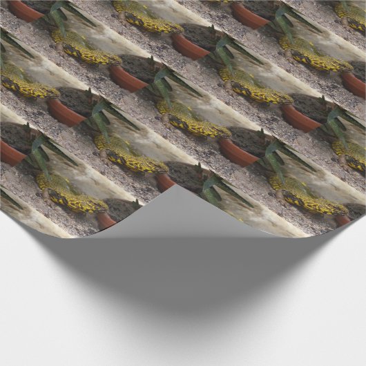 Uromastyx geyri geschenkpapier (Ecke)