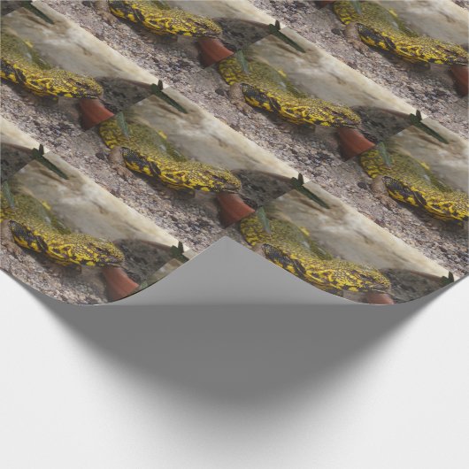 Uromastyx geyri geschenkpapier (Ecke)