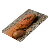 Uromastyx geyri magnet (Linke Seite)