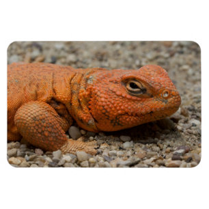 Uromastyx geyri magnet
