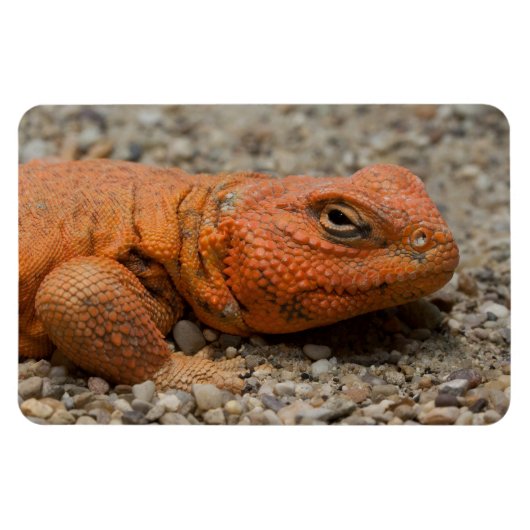 Uromastyx geyri magnet (Horizontal)