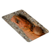 Uromastyx geyri magnet (Rechte Seite)