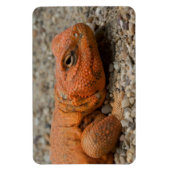 Uromastyx geyri magnet (Vertikal)