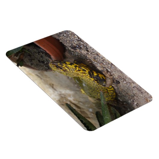 Uromastyx geyri magnet (Rechte Seite)