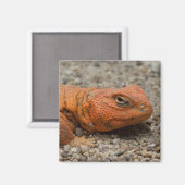 Uromastyx geyri magnet (Vorderseite/Rückseite)