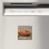 Uromastyx geyri magnet (In Situ (Geschirrspüler))