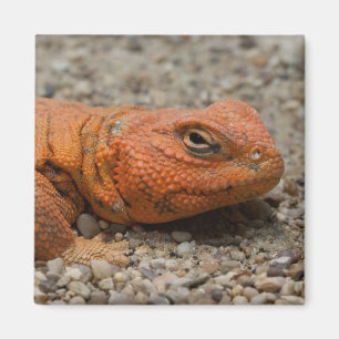 Uromastyx geyri magnet