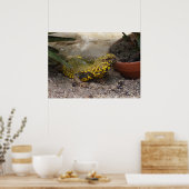Uromastyx geyri poster (Küche)