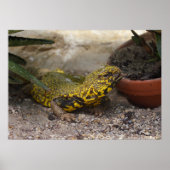 Uromastyx geyri poster (Vorne)