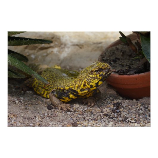 Uromastyx geyri poster (Vorderseite)