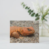 Uromastyx geyri postkarte (Stehend Vorderseite)