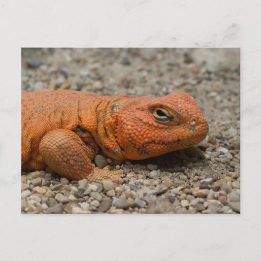 Uromastyx geyri postkarte (Vorderseite)