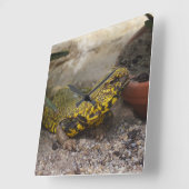 Uromastyx geyri quadratische wanduhr (Winkel)