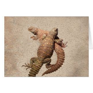 Uromastyxs - liebenswürdige Eidechsen