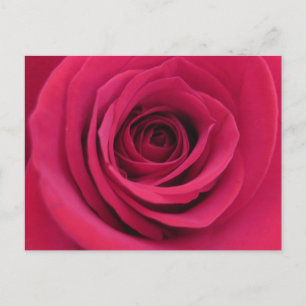 Ursprüngliche Florale Makro-Rote-Rosen-Fotografie Postkarte